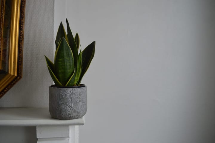 Tall Snake Plant (Sansevieria Laurentii) Care in India