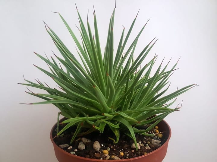 Yucca Care in India: The Plant That Loves Indian Sun