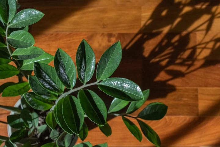 ZZ Plant Care in India: The Large Variety That Becomes Furniture