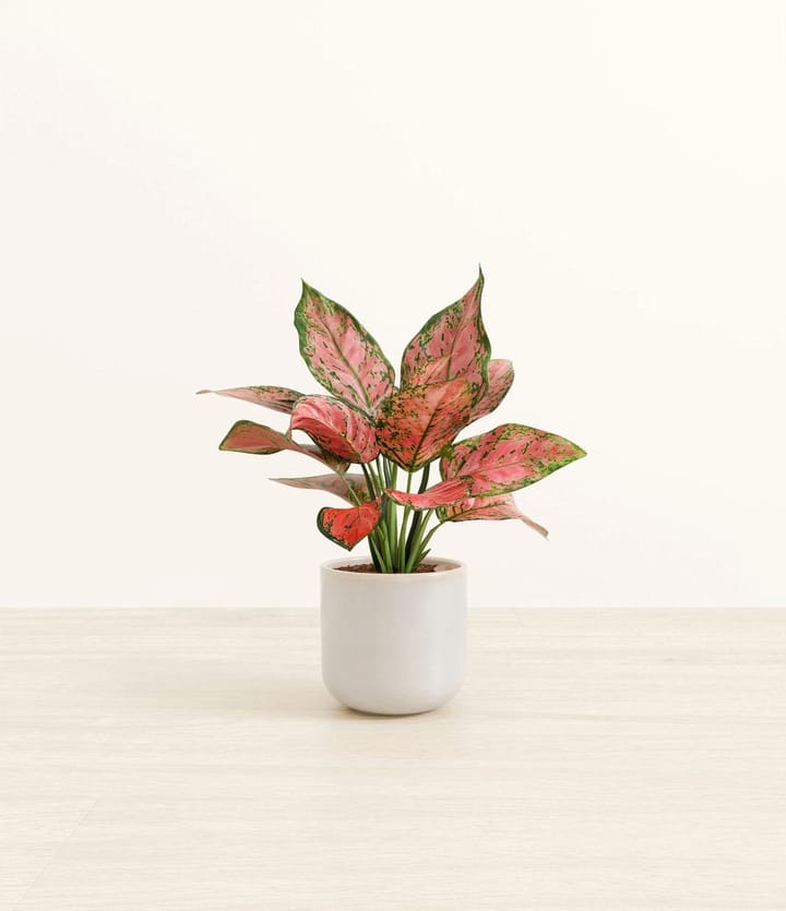 Aglaonema Care Guide: India's Most Popular Office Plant