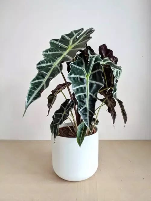 Alocasia Care in India: Elephant Ear Without the Drama
