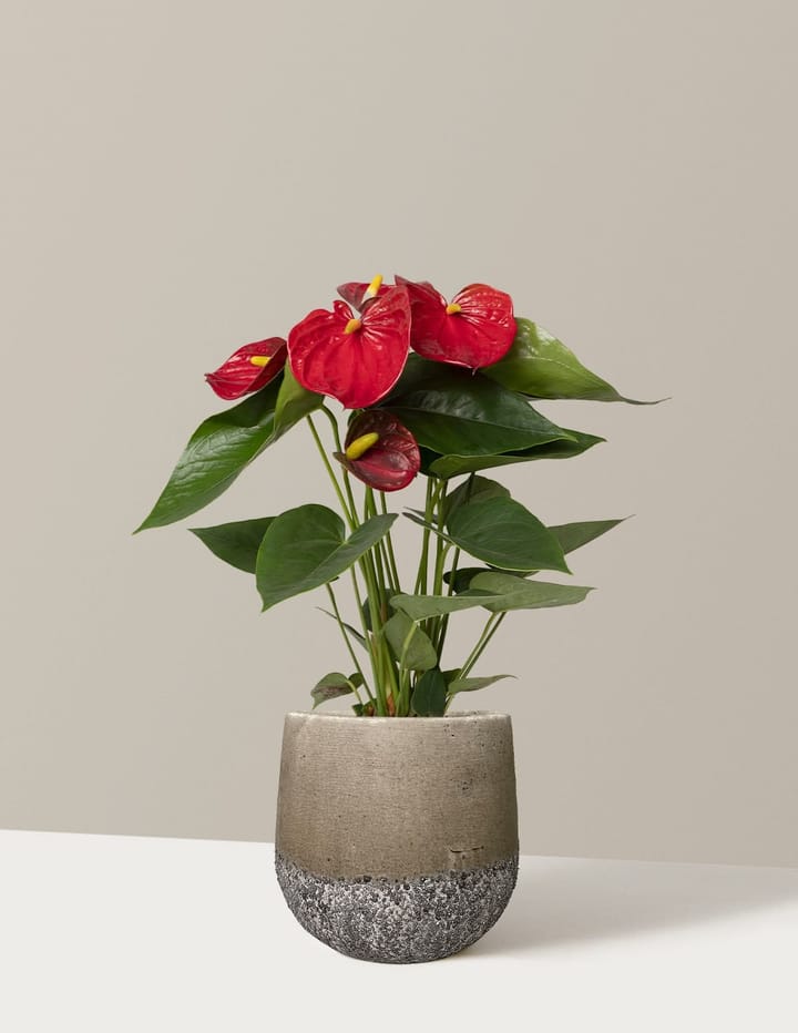 Anthurium Care Guide: How to Get It to Keep Flowering