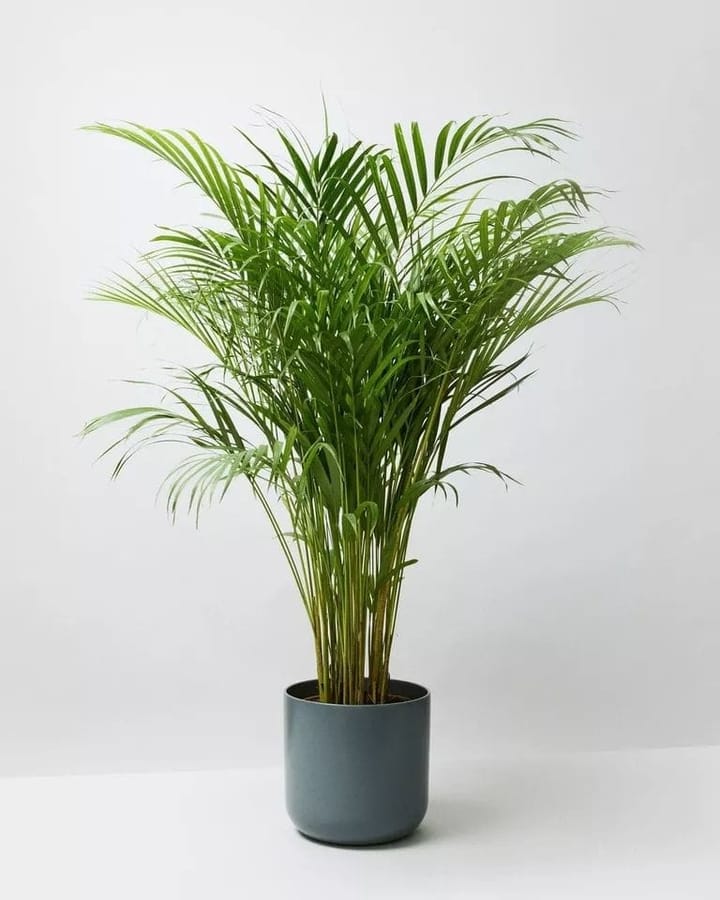 Areca Palm Care in India: The Default Indoor Palm Done Right