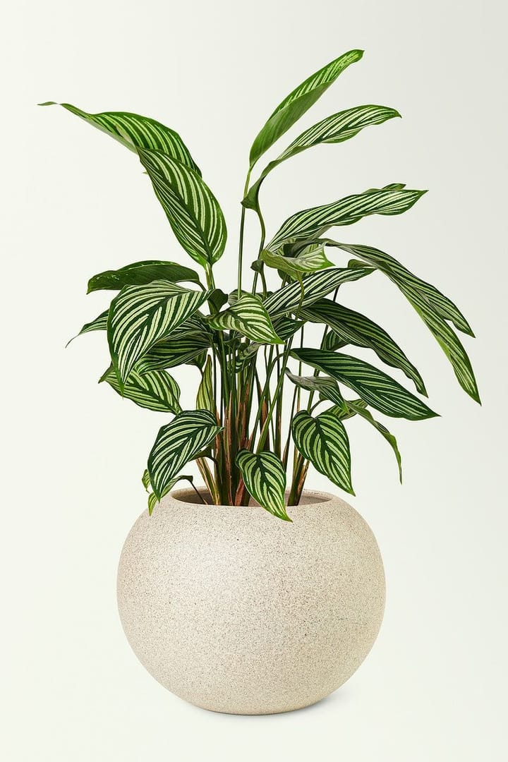 Calathea Care Guide: The Plant That Moves and the Plant That Sulks