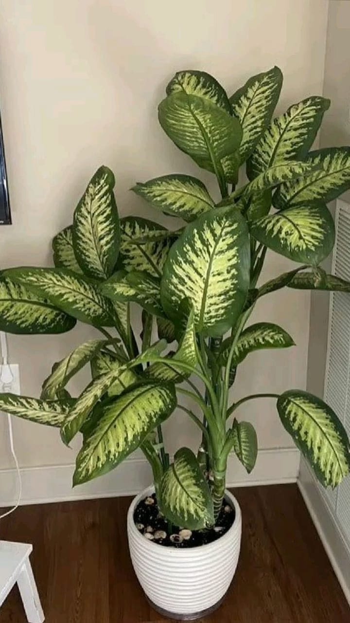 Dieffenbachia Care Guide: The Office Plant That Asks for Very Little