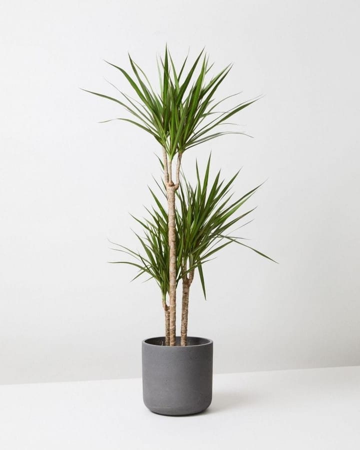 Dracaena Marginata (Dragon Tree) Care in India