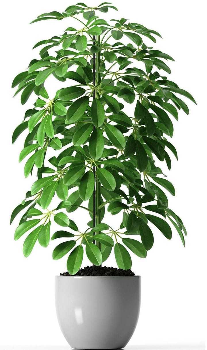 Schefflera Care in India: The Umbrella Plant Guide