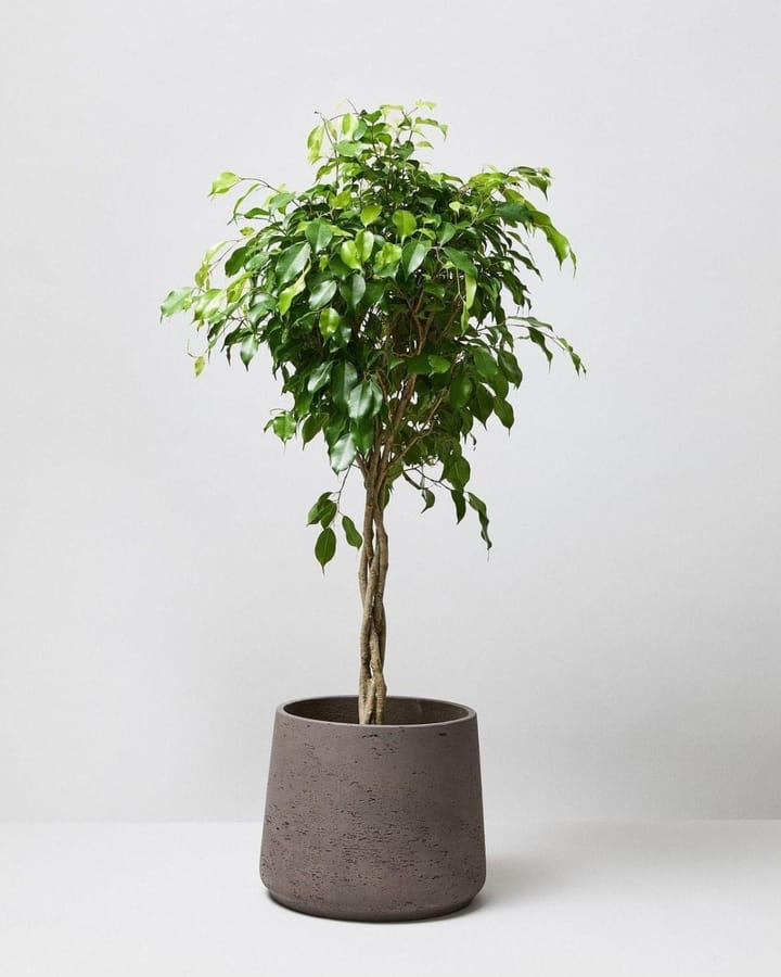 Ficus Benjamina (Weeping Fig) Care in India: Stop the Leaf Drop