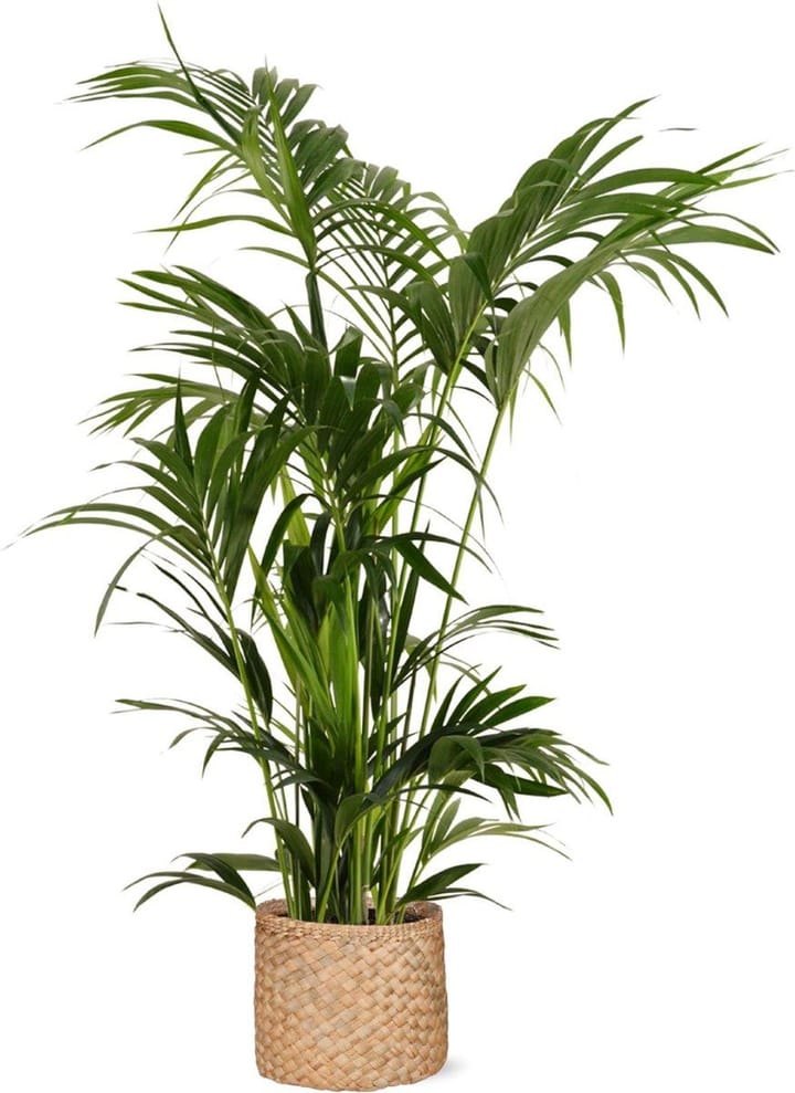 Kentia Palm Care in India: The Premium Palm Worth the Price