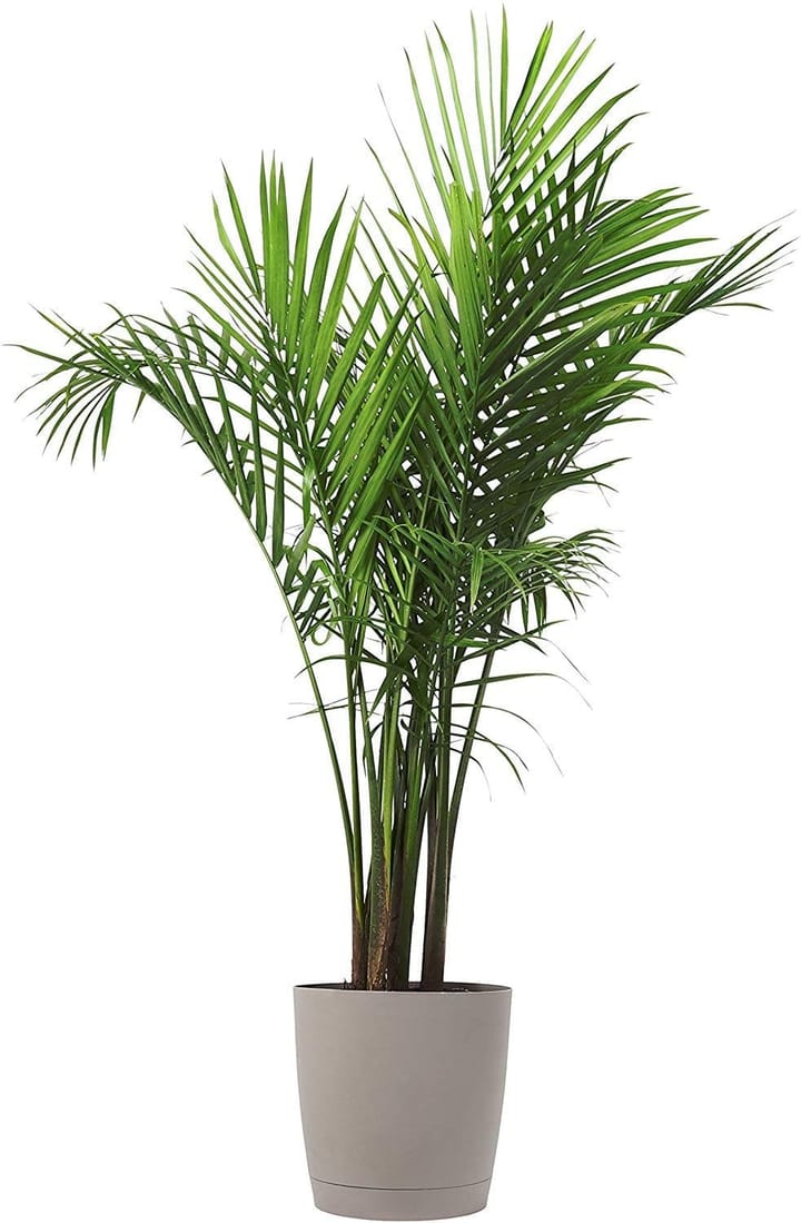 Majesty Palm Care in India: The One Most People Get Wrong