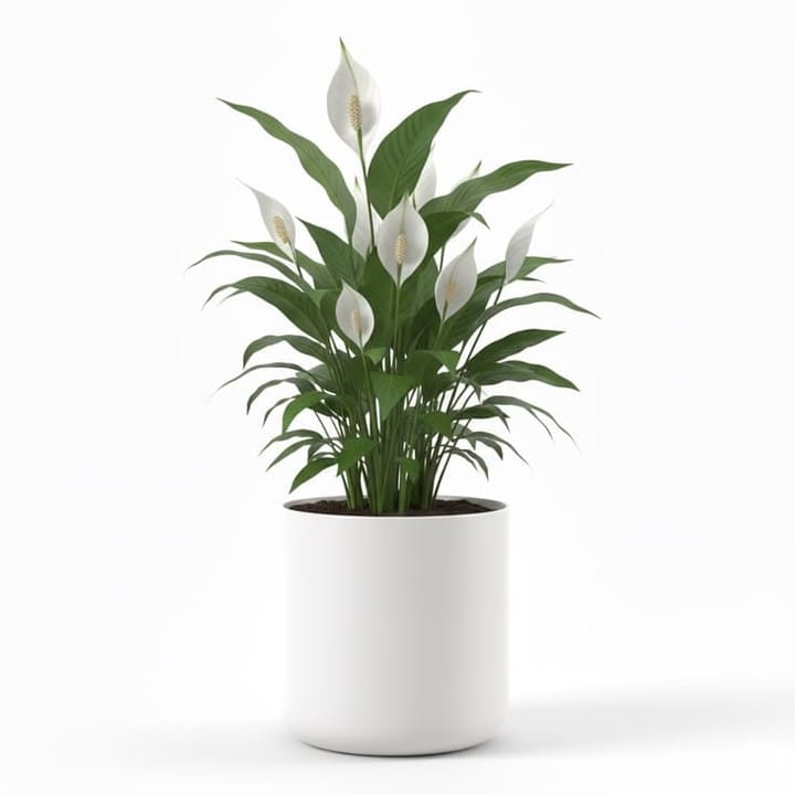 Peace Lily Care Guide: Why It Droops, Why It Won't Flower