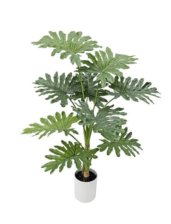 Philodendron Selloum and Xanadu Care in India
