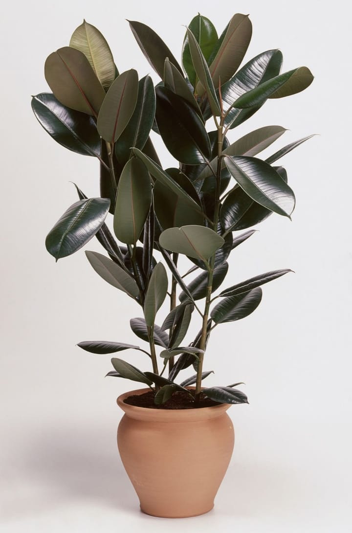 Rubber Plant Care in India: Burgundy vs Green vs Tineke