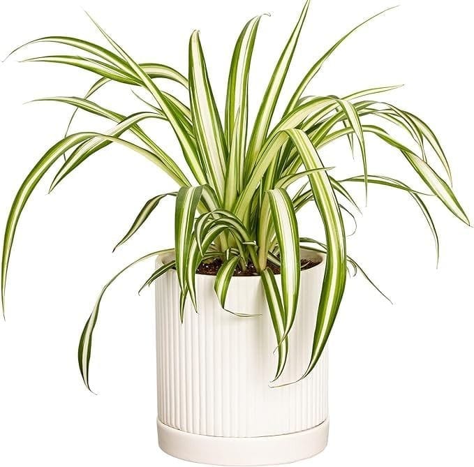 Spider Plant Care Guide: Easy to Grow, Easy to Propagate
