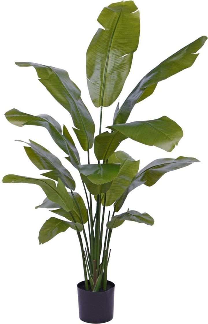 Travelers Palm Care in India: When Ravenala Belongs Indoors