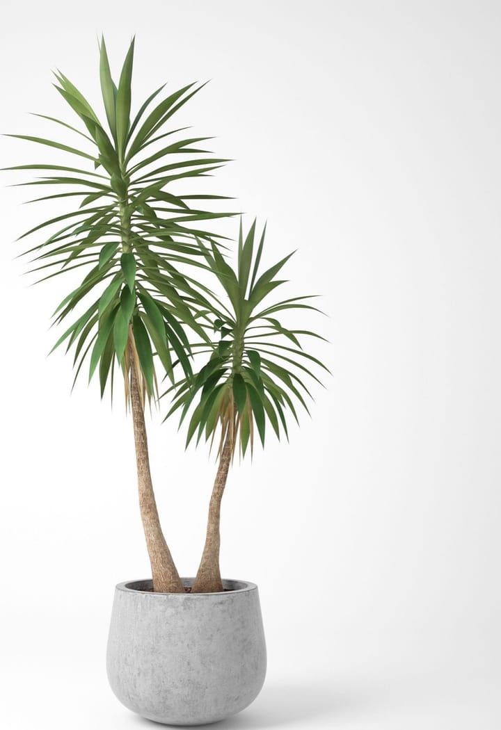 Yucca Care in India: The Plant That Loves Indian Sun