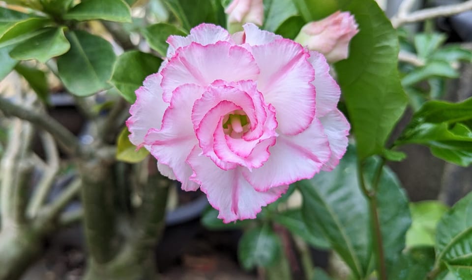 Adenium Care Guide: Growing Desert Rose in India