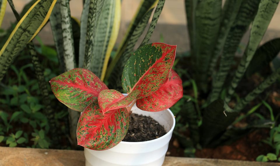 Aglaonema Care Guide: India's Most Popular Office Plant