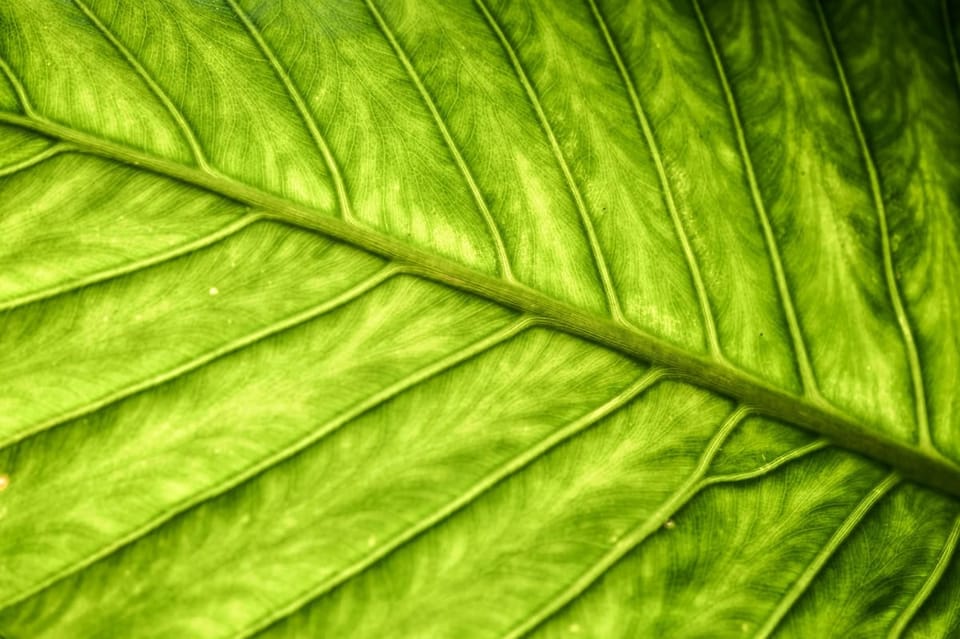 Alocasia Care in India: Elephant Ear Without the Drama