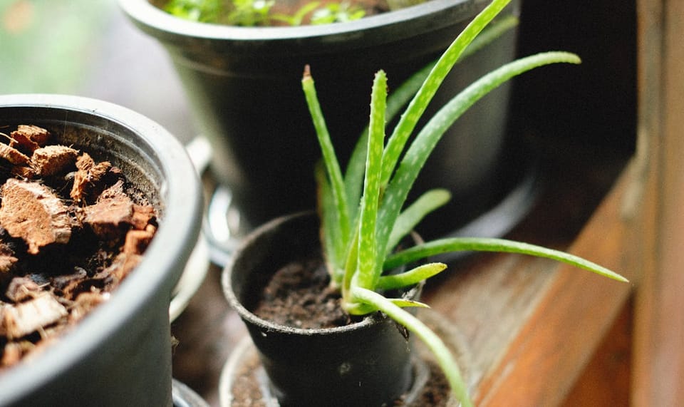 Aloe Vera Care: The Most Overwatered Plant in India