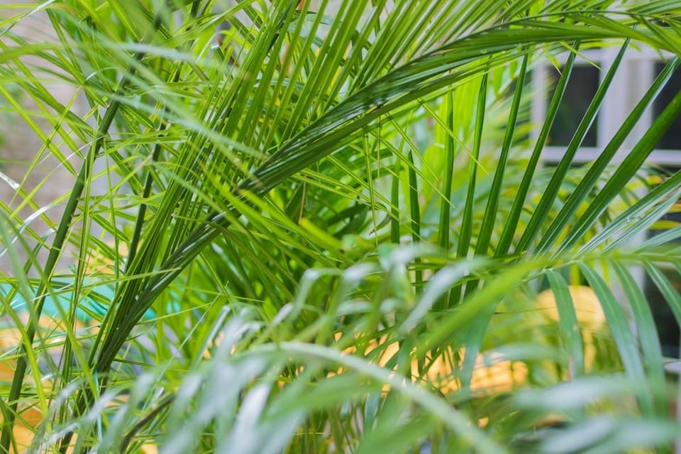 Areca Palm Care in India: The Default Indoor Palm Done Right