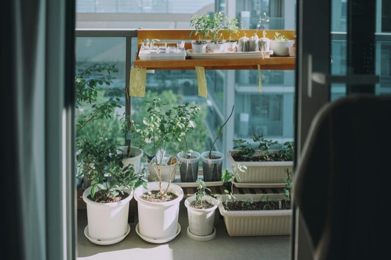 Balcony Garden Starter Guide: From Zero to a Thriving Set-Up