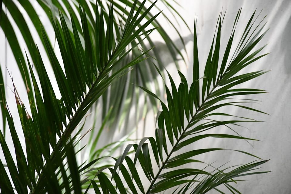 Bamboo Palm Care in India: The Corner-Filler That Tolerates Low Light