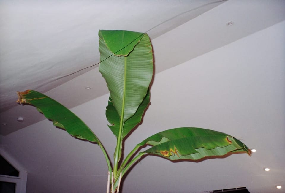 Banana Plant (Musa) Indoors: When It Works and When It Doesn't