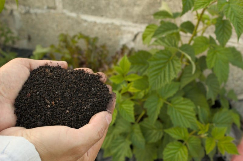 Best Fertilizer for Money Plants: A Direct Answer