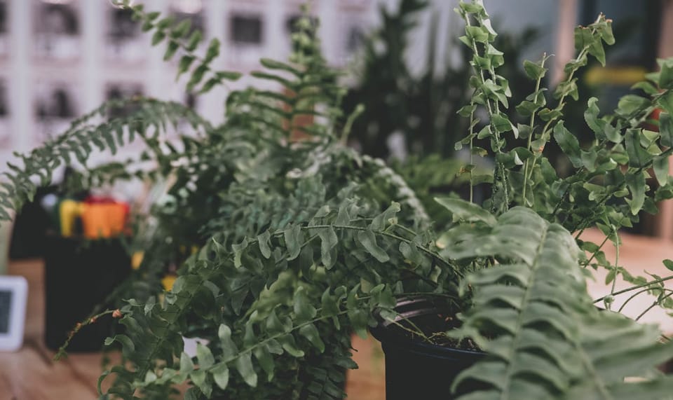Boston Fern Care Guide: The Plant That Wants to Live in Your Bathroom