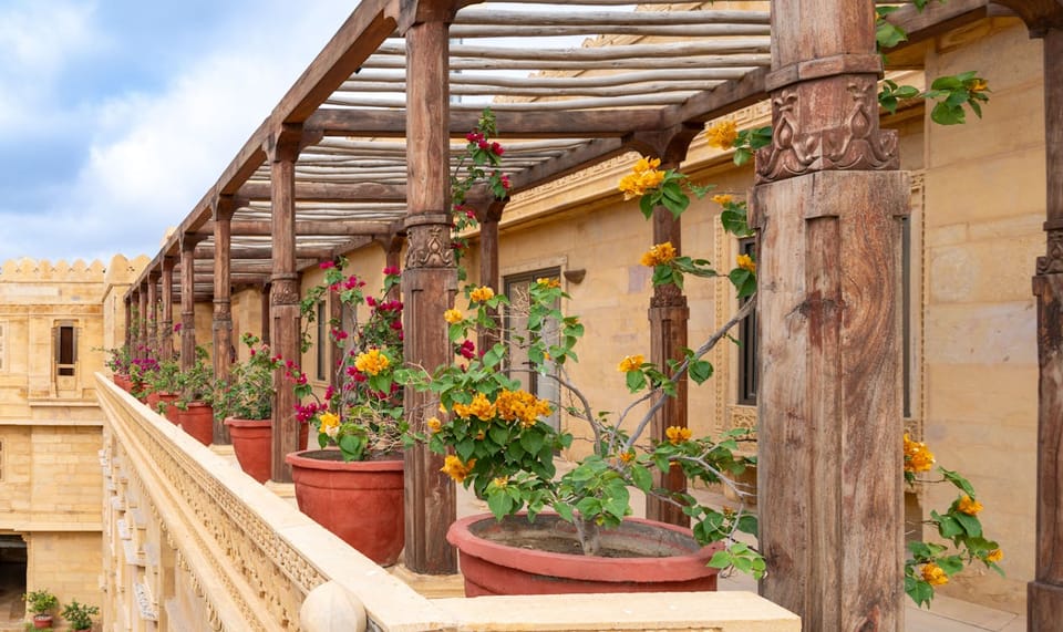 Bougainvillea Care Guide: How to Get Maximum Colour