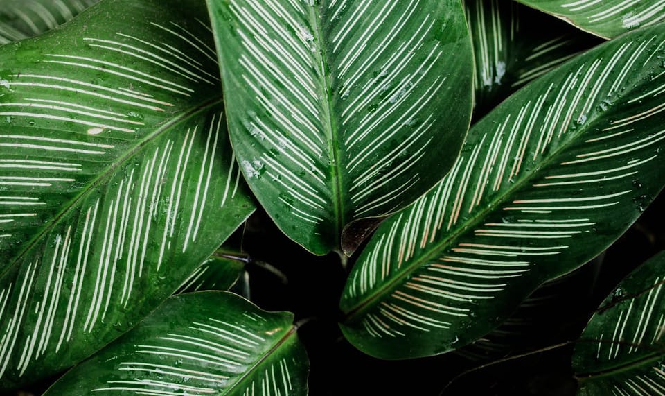 Calathea Care Guide: The Plant That Moves and the Plant That Sulks