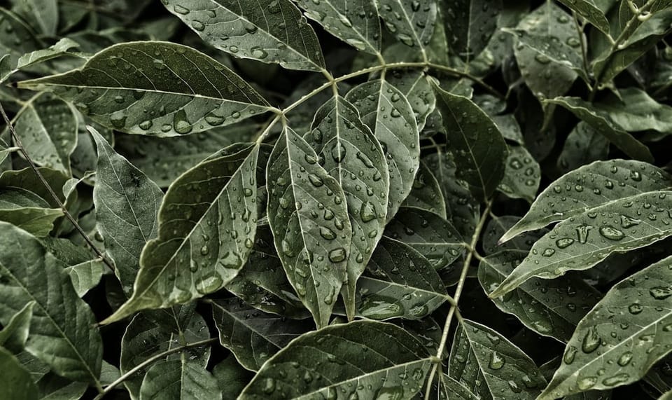 Curry Leaf Plant Care: A Practical Guide for Indian Homes