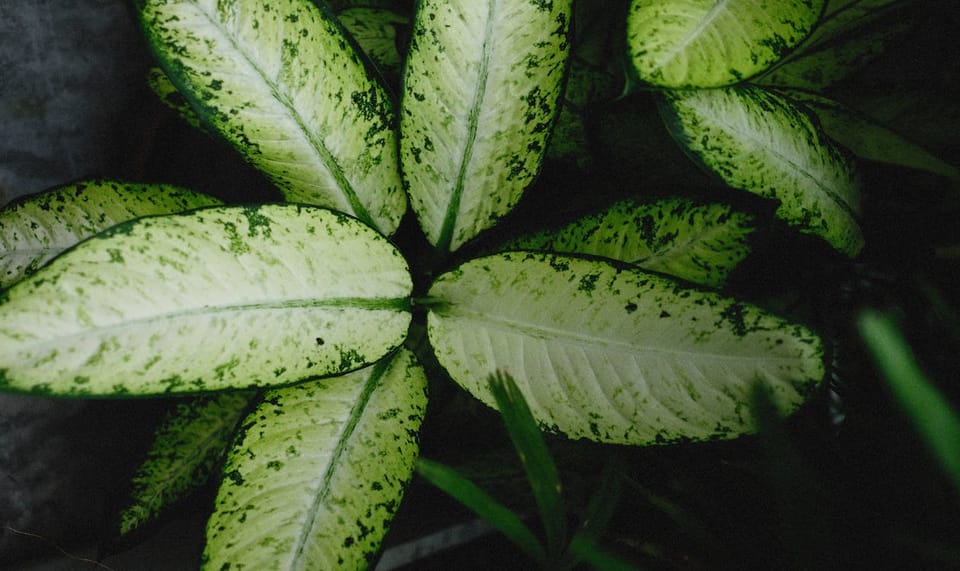 Dieffenbachia Care Guide: The Office Plant That Asks for Very Little