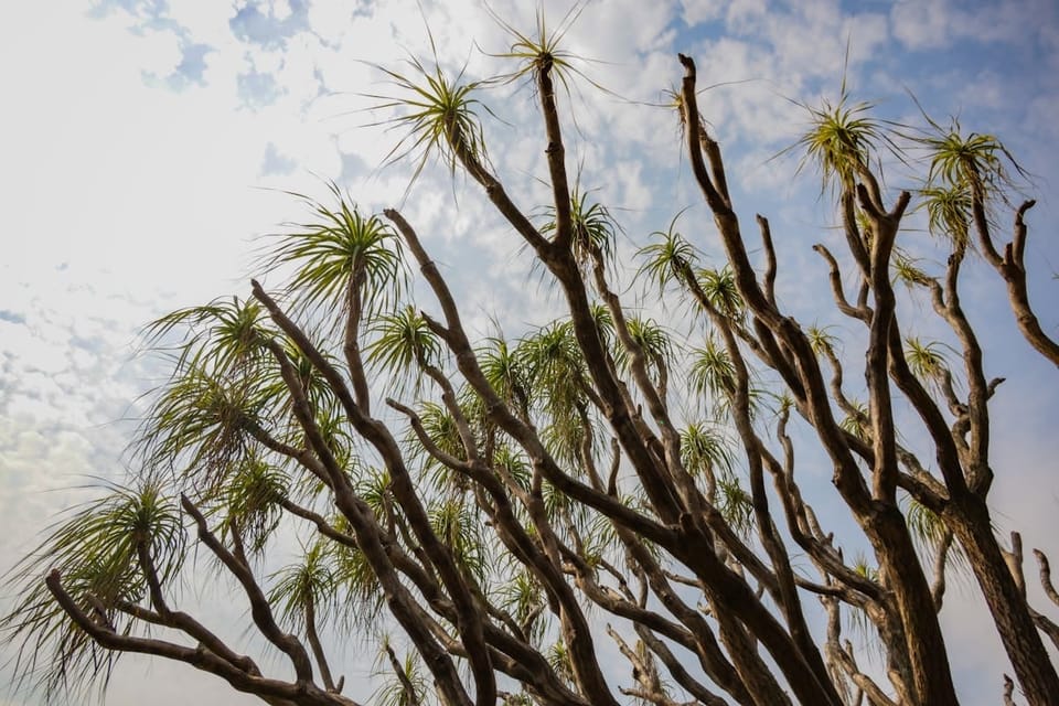 Dracaena Marginata (Dragon Tree) Care in India