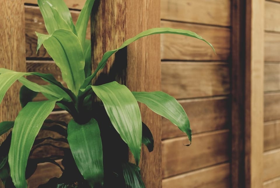 Dracaena Massangeana (Corn Plant) Care in India