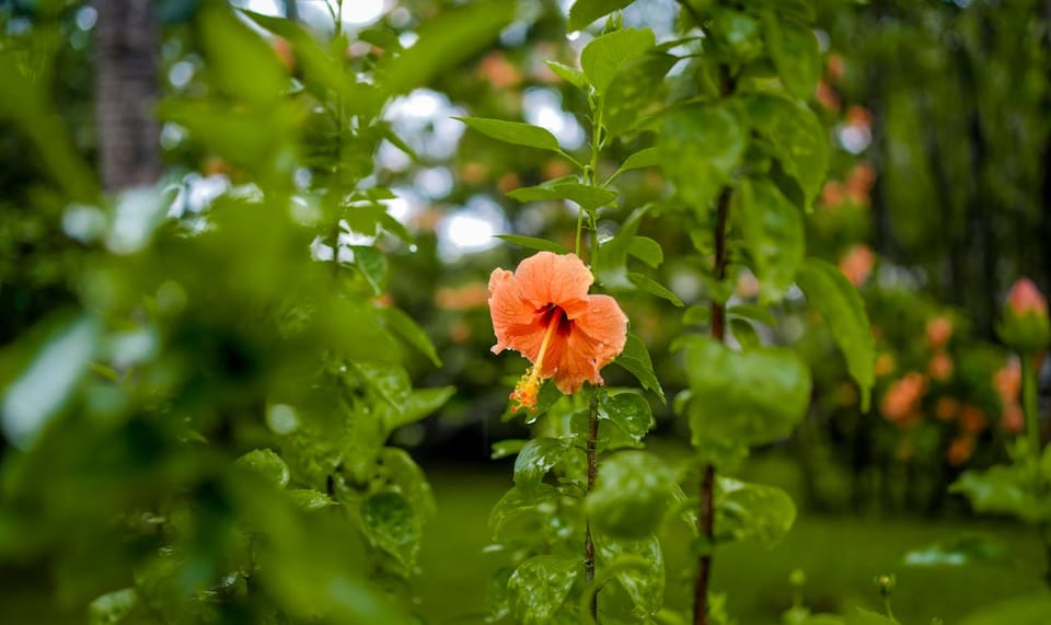 Hibiscus Care Guide: How to Get More Flowers on Your Gudhal