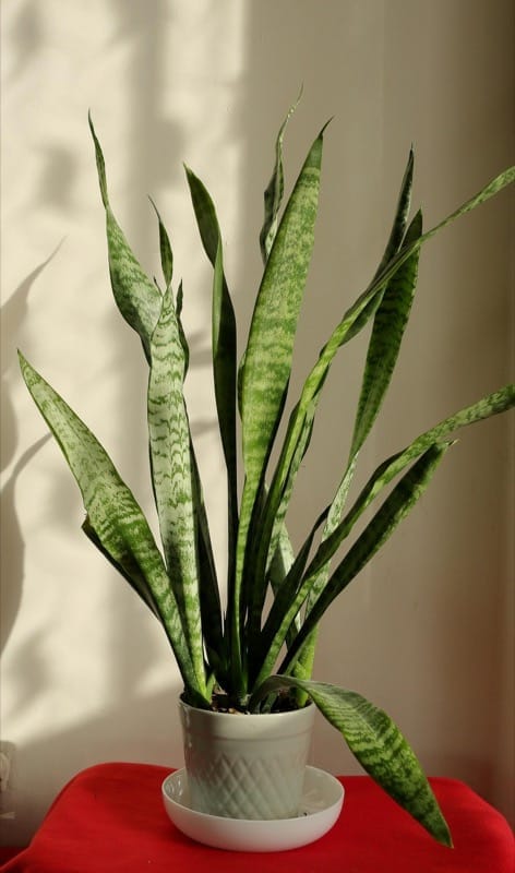 Indoor Plants That Survive a Delhi Summer (45°C+)