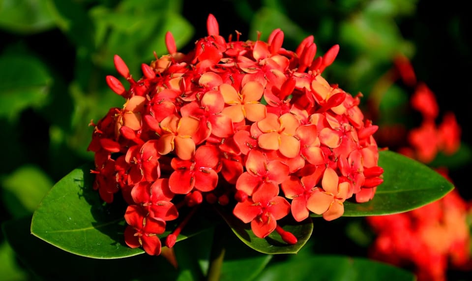 Ixora Care Guide: Why It Stops Flowering and How to Fix It