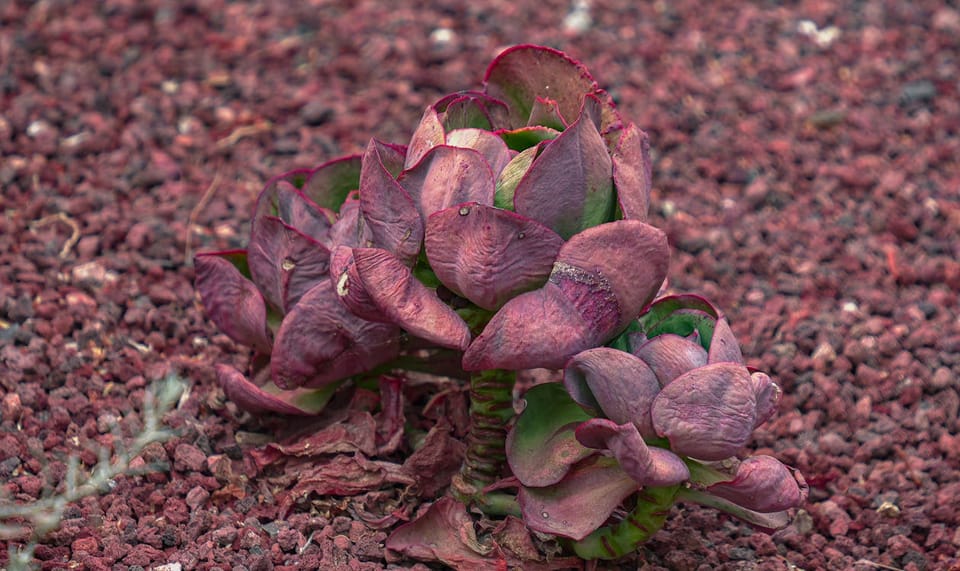Jade Plant Care Guide: The Succulent That Lives for Decades