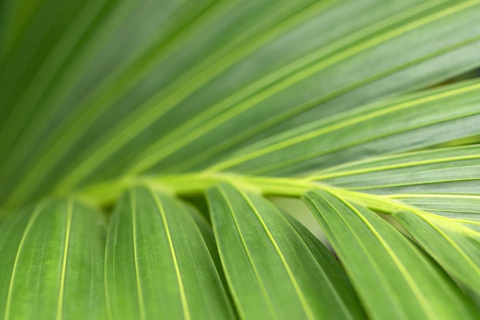 Kentia Palm Care in India: The Premium Palm Worth the Price