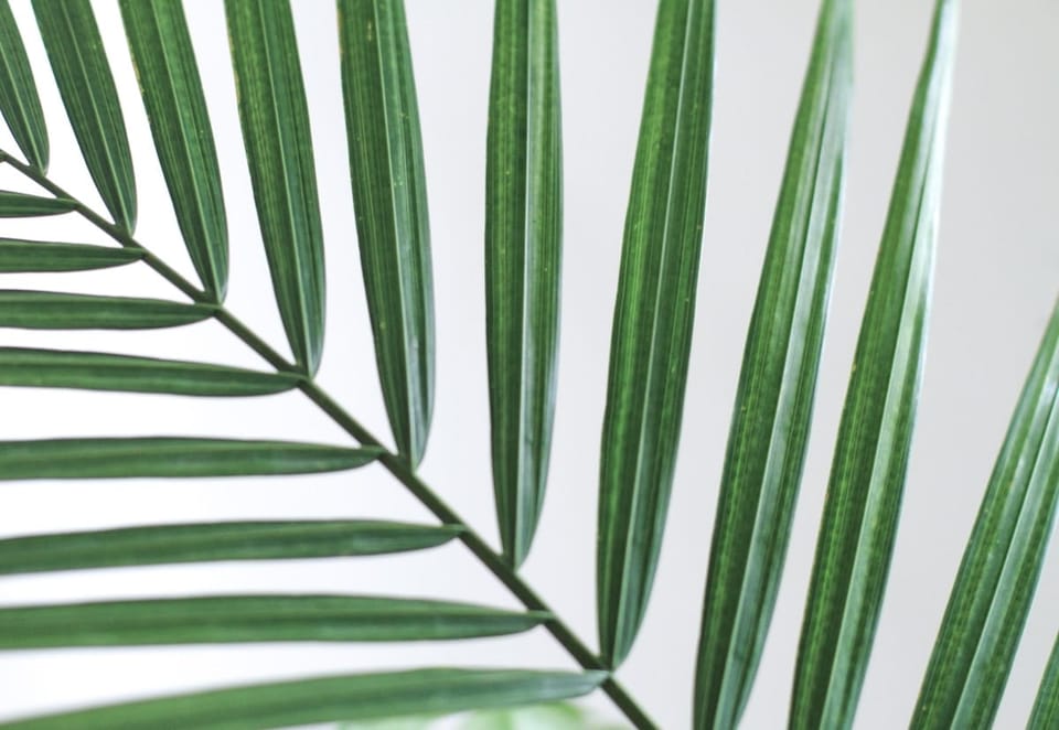 Majesty Palm Care in India: The One Most People Get Wrong