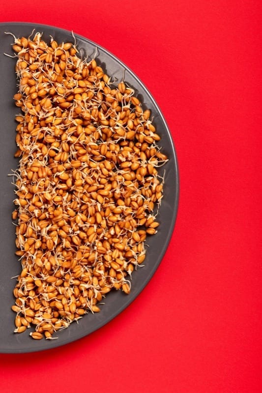 Microgreens vs Sprouts: What's the Actual Difference