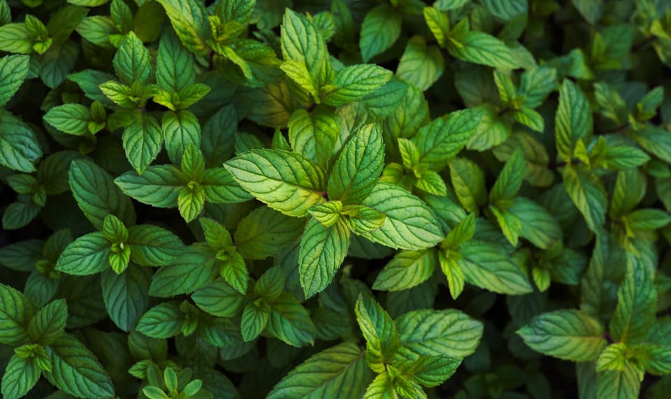 Mint Care Guide: How to Grow Pudina at Home Without It Taking Over