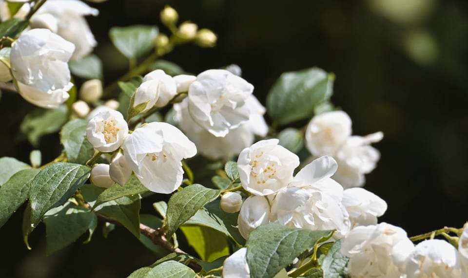 Mogra Care Guide: How to Get Your Jasmine to Flower Every Summer