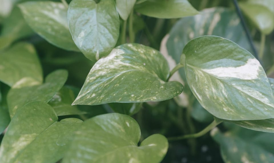 Money Plant Care Guide: How to Grow Pothos Indoors in India