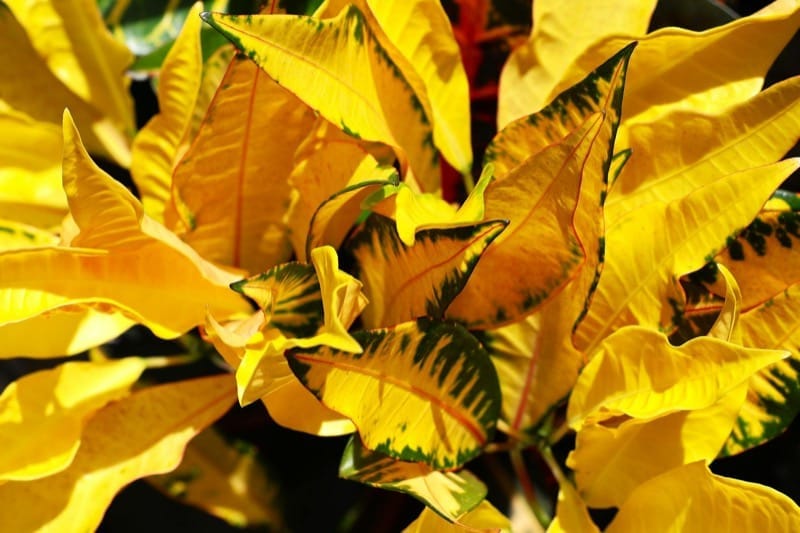 Why Your Money Plant Has Yellow Leaves, and the 3 Fixes