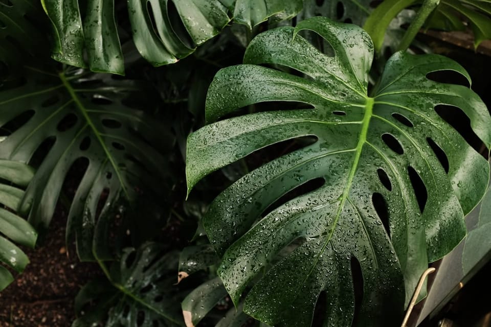 Monstera Deliciosa Care in India: The Complete Guide