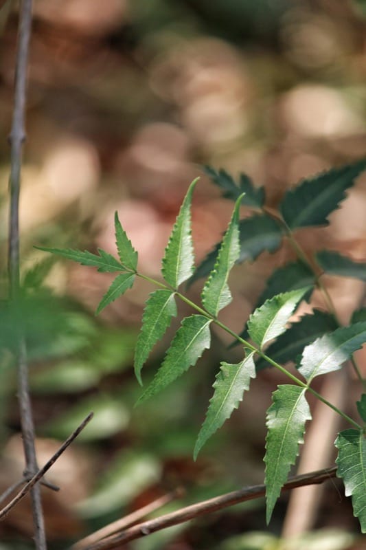 Neem Oil for Plants: The Complete India Guide