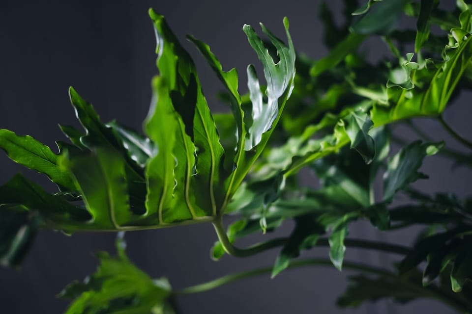 Philodendron Selloum and Xanadu Care in India